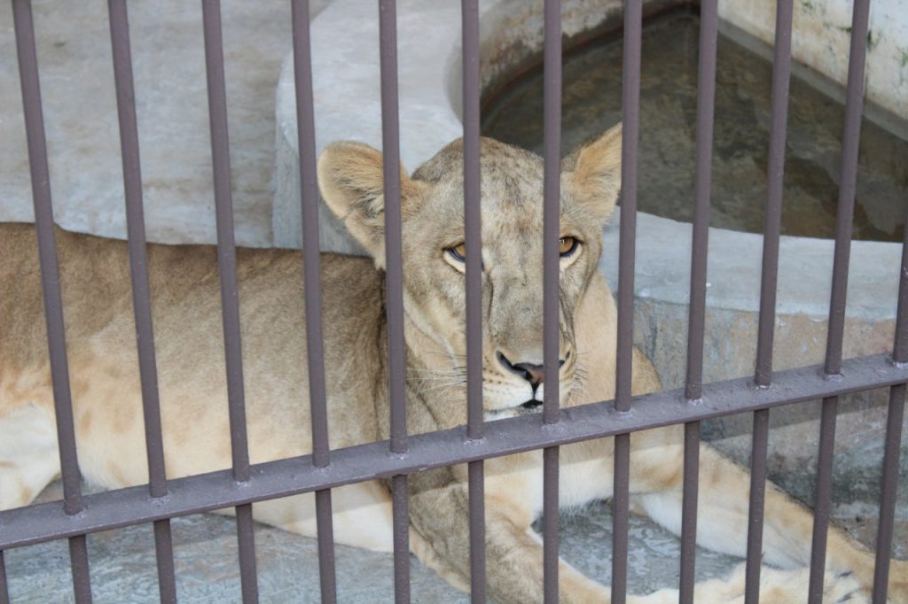 Umm Al Quawain zoo Lion female