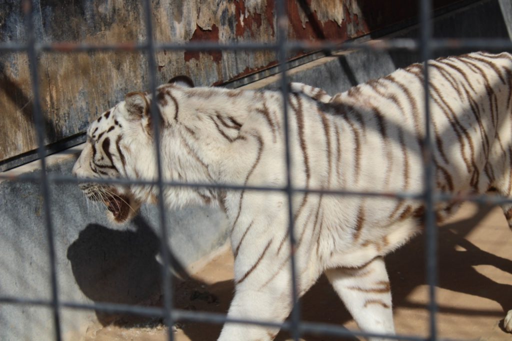 Umm Al Quawain zoo white Tiger