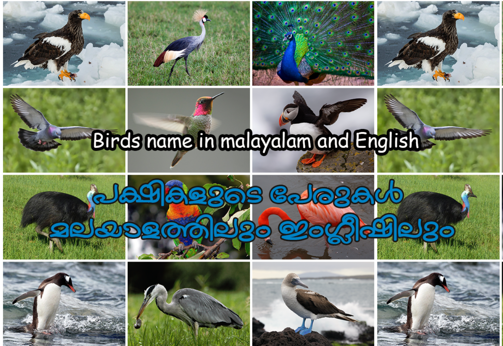 birds-name-in-malayalam-and-english-with-photos