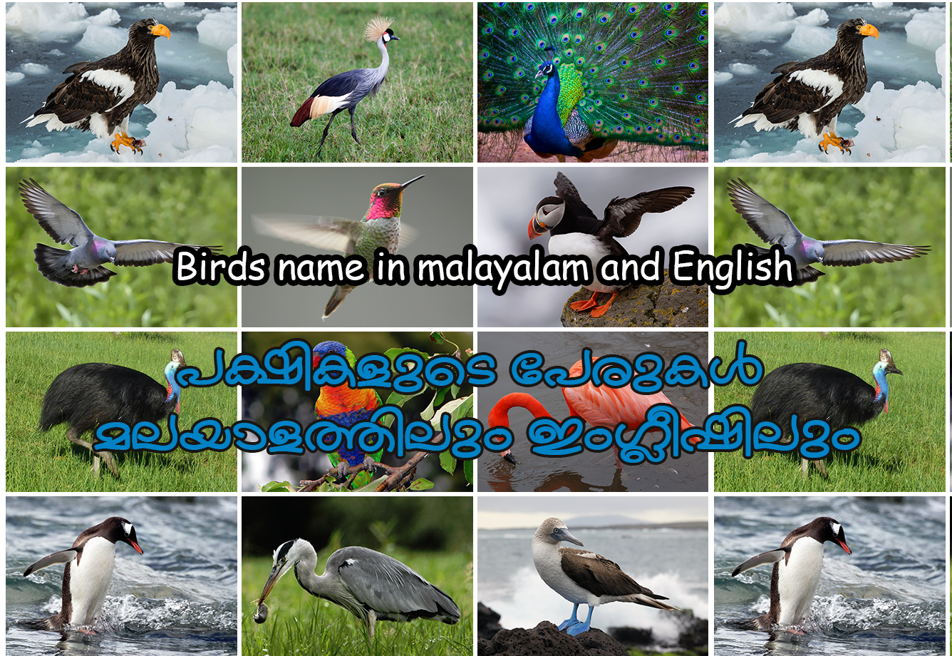 Birds Name In Malayalam And English with Photos