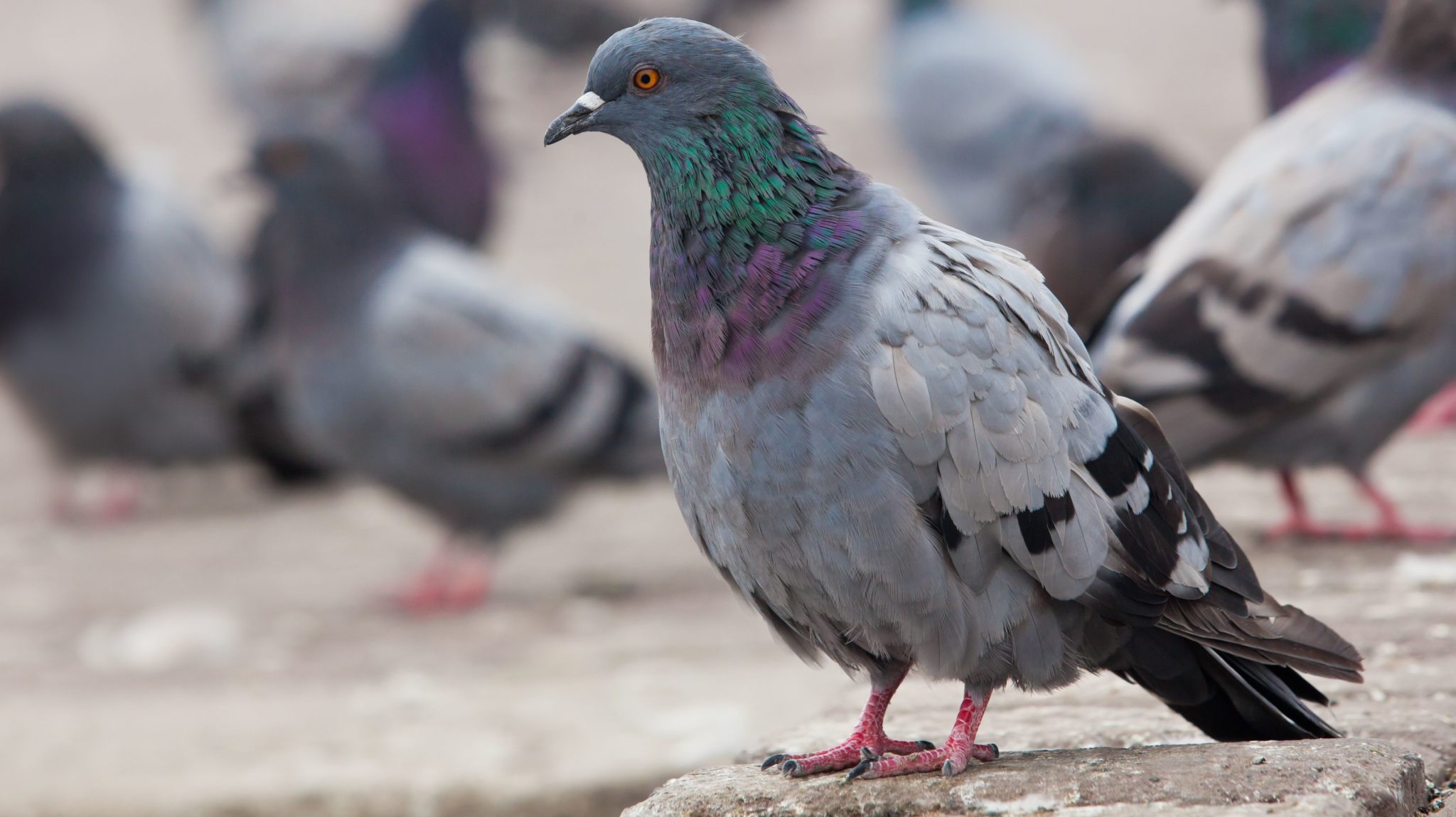 birds-name-in-malayalam-and-english-with-photos