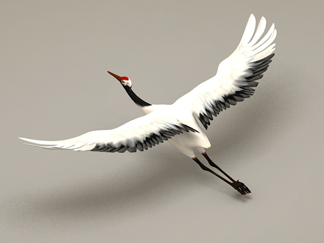 crane-bird