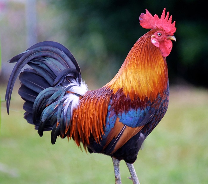 rooster bird in malayalam